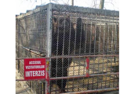 NERĂBDĂTOR. Ursul Bobby, unul din locatarii Grădinii Zoologice, pare că simte lipsa vizitatorilor. Însă atât el, cât şi celelalte animale au perspective mai fericite după ce proiectul de extindere şi modernizare se va finaliza. Vor duce un trai mai apropiat de cel normal, într-un spaţiu mai mare şi cu condiţii mai bune